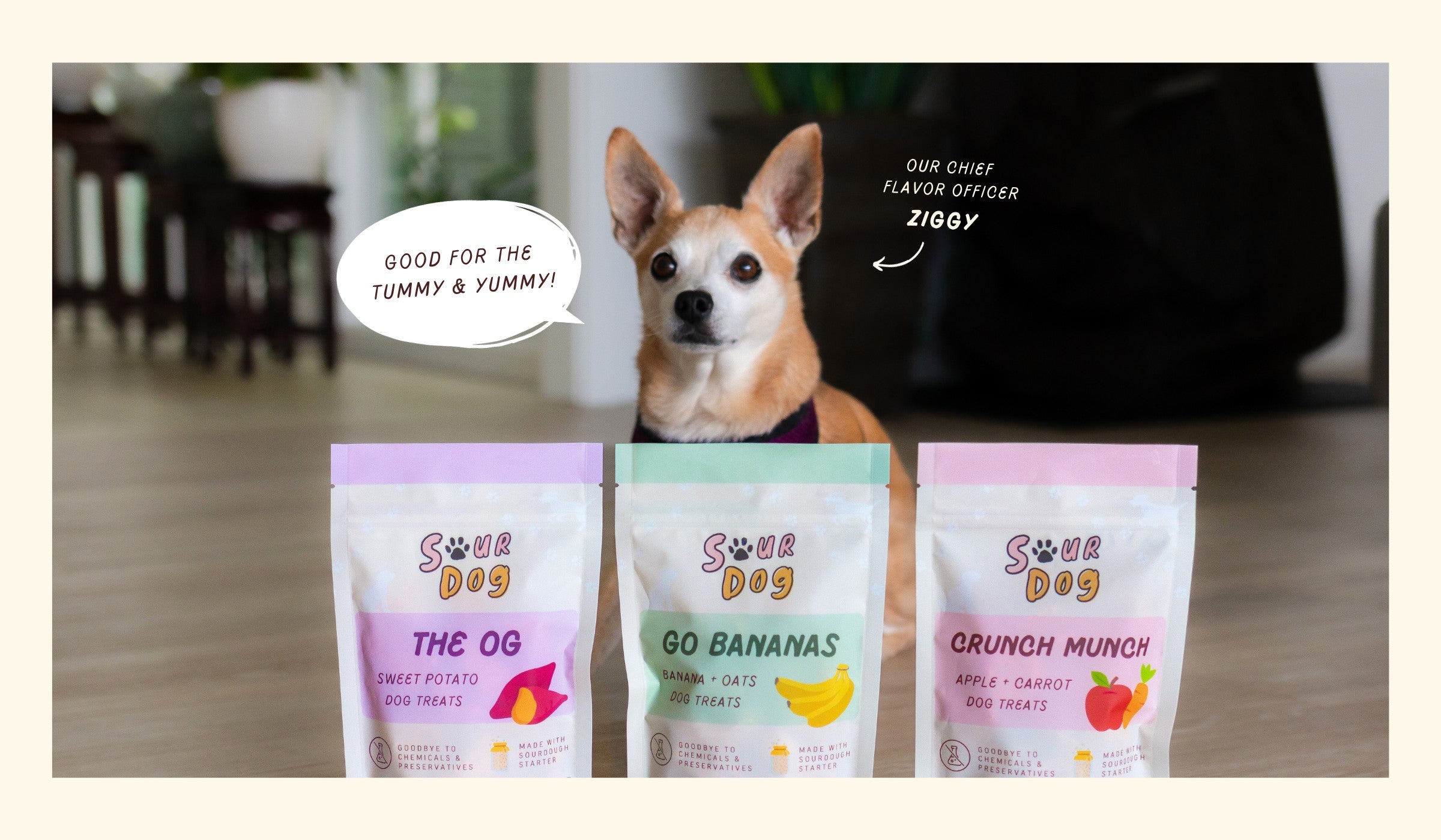 A dog posing with SourDog, natural fermented sourdough dog treats for sensitive stomach