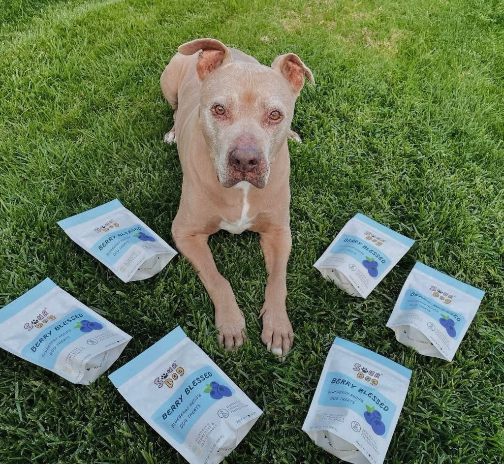 A pitbull mix dog with six bags of Berry Blessed around him, blueberry sourdough fermented dog treats for sensitive stomach