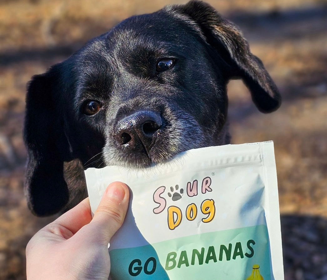 A black labrador dog grabbing SourDog's banana sourdough dog treat for sensitive stomach