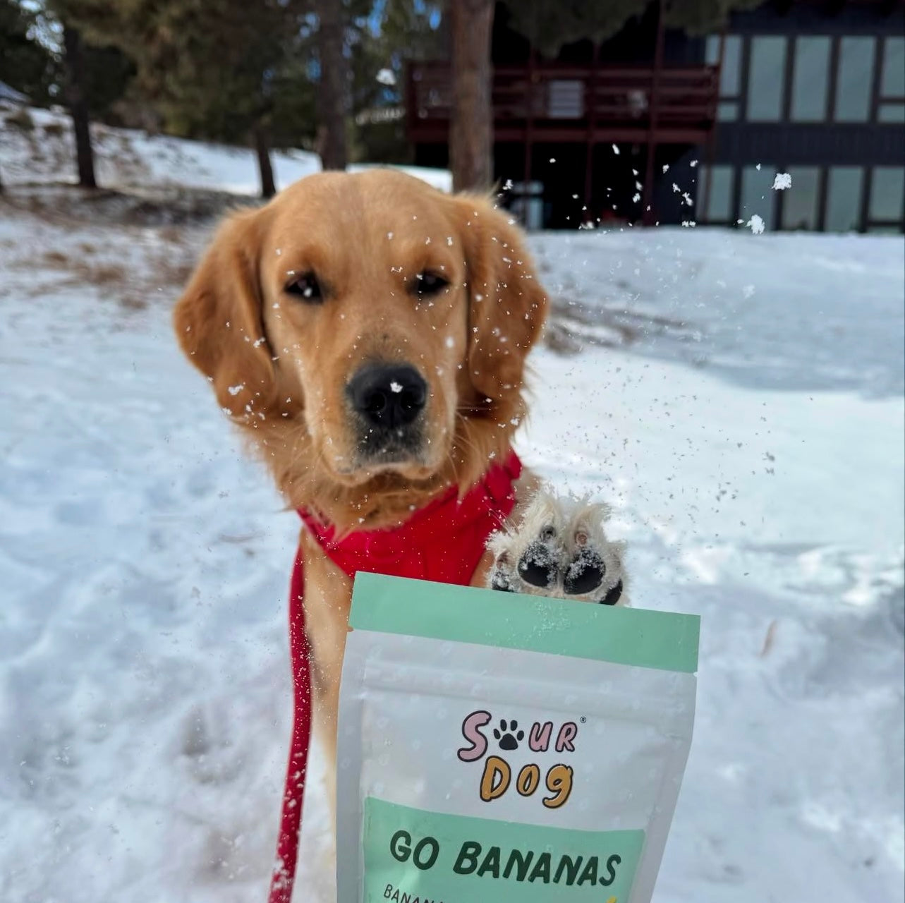 In the snow, a golden retriever dog is posing with SourDog's Go Bananas sourdough fermented treats for sensitive stomach