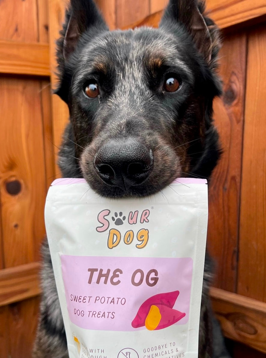 A black dog holding SourDog's The OG sweet potato dog treats in its mouth with adorable eyes