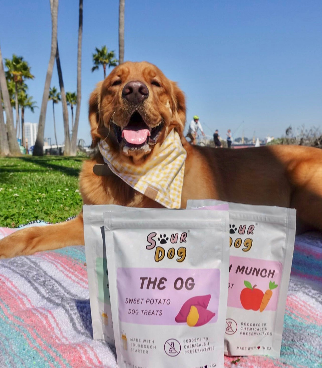 A golden retriever smiling with SourDog bags of sourdough fermented dog treats for sensitive stomach