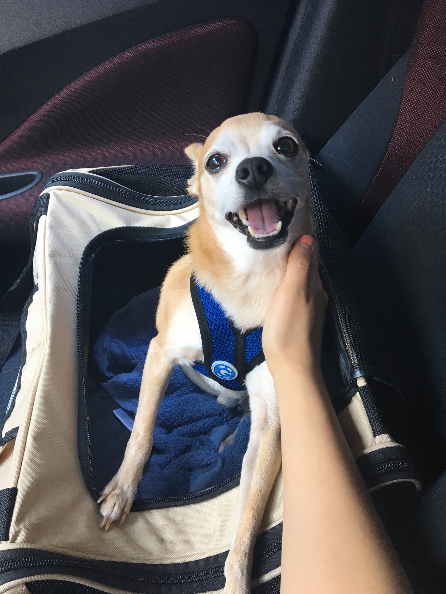 Smiling dog Ziggy who inspired SourDog and sourdough fermented dog treats