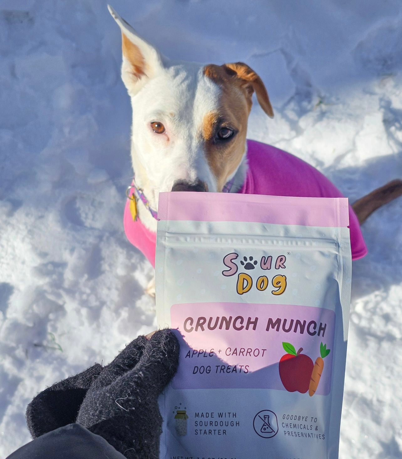 Dog looking at SourDog's sourdough fermented dog treat for sensitive stomach in apple carrot flavor