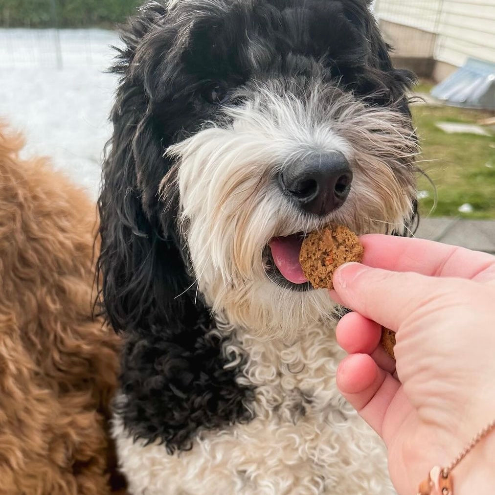 Doodle eating SourDog's sourdough fermented dog treat for sensitive stomach in apple carrot flavor