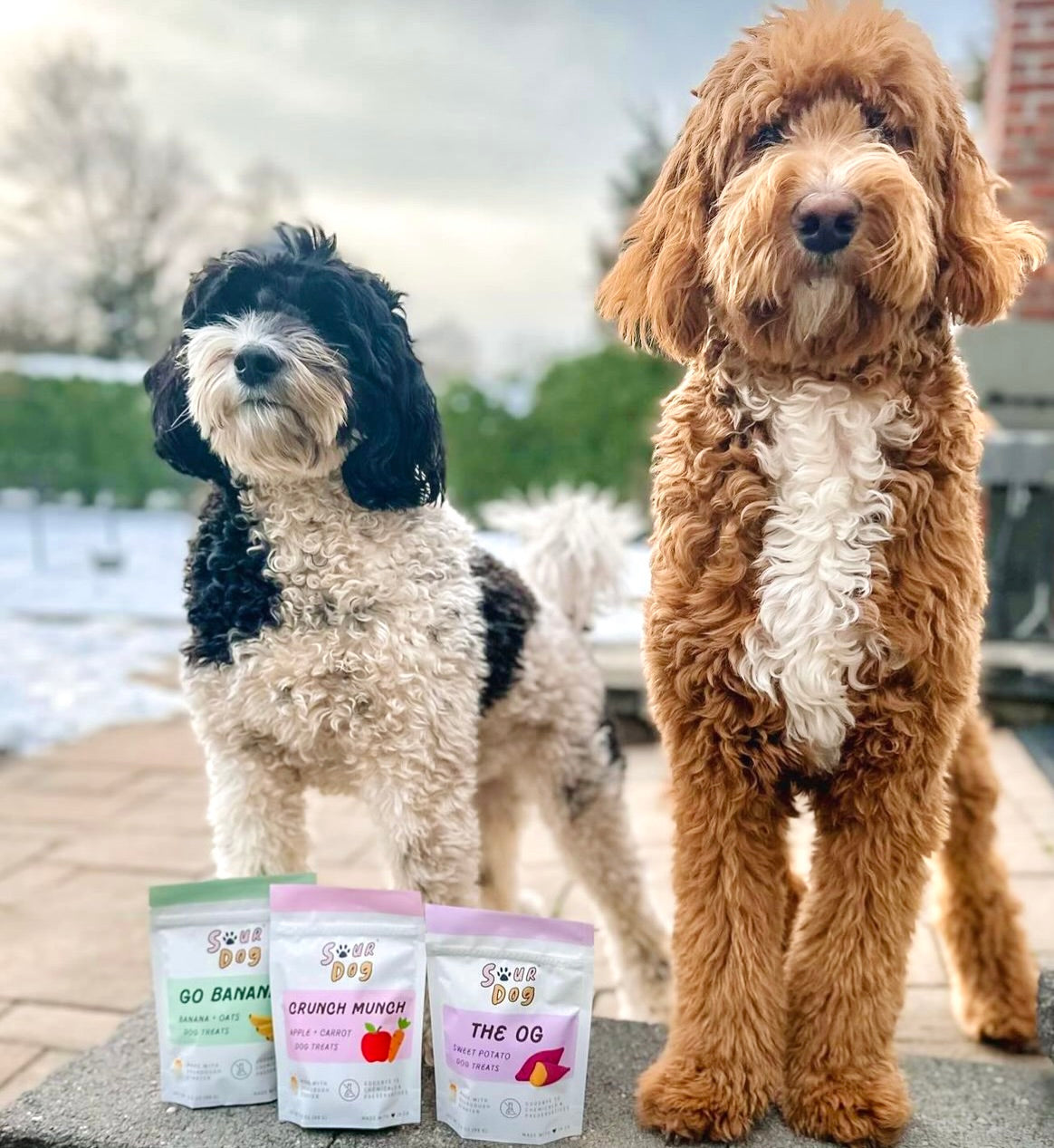 Doodles posing with SourDog's sourdough fermented dog treats for sensitive stomach