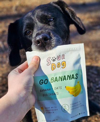 A black labrador dog grabbing SourDog's banana sourdough dog treat for sensitive stomach