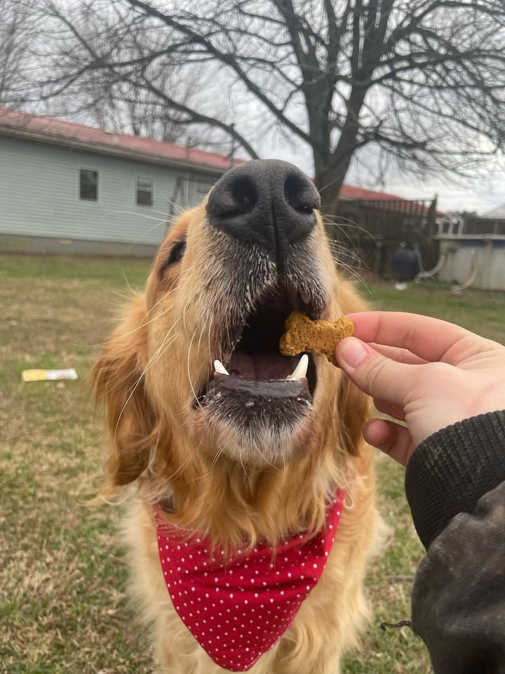 Golden retriever eating SourDog's sourdough fermented dog treat for sensitive stomach in sweet potato flavor