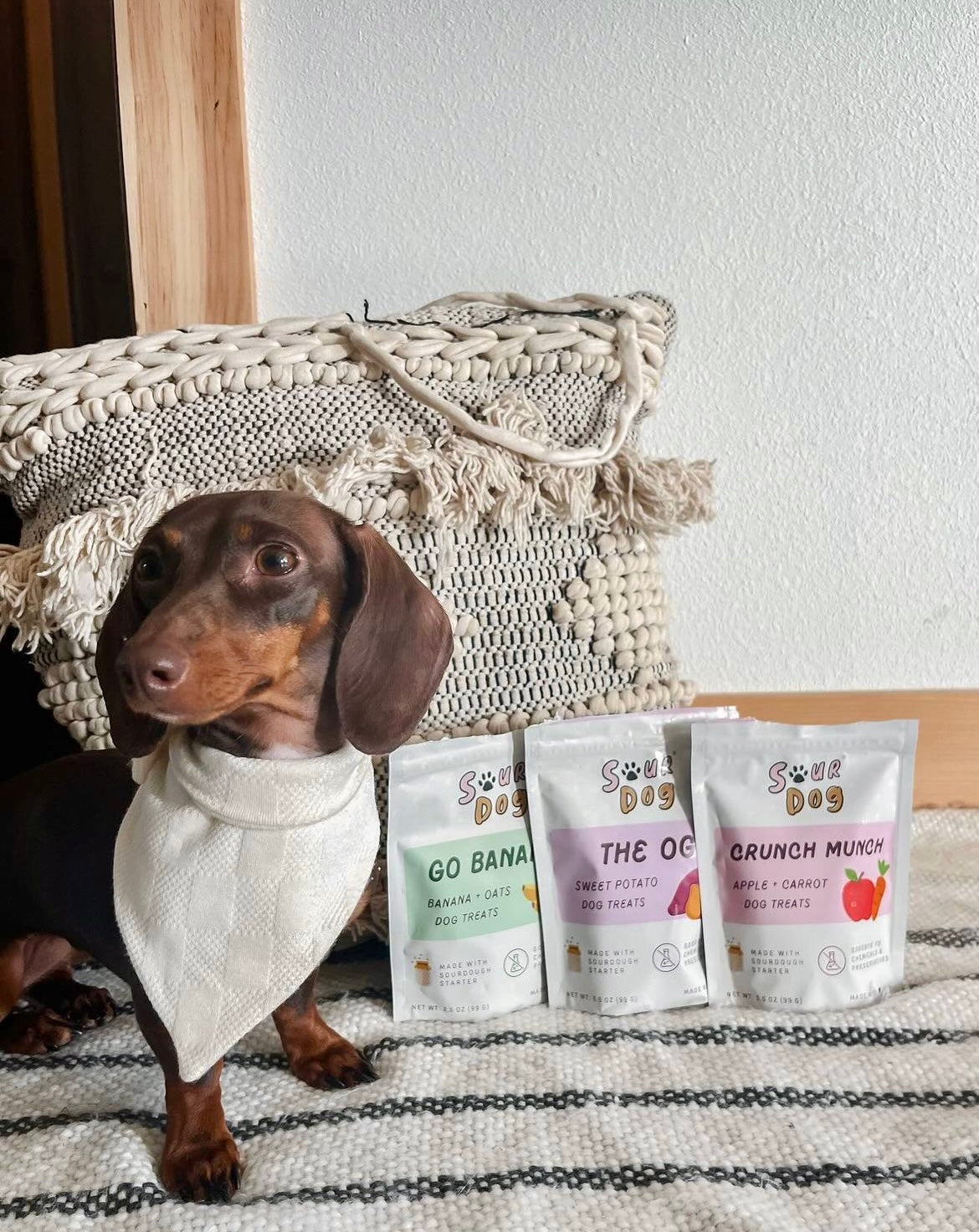 A brown dachshund posing with SourDog sourdough dog treats for sensitive stomach in all flavors