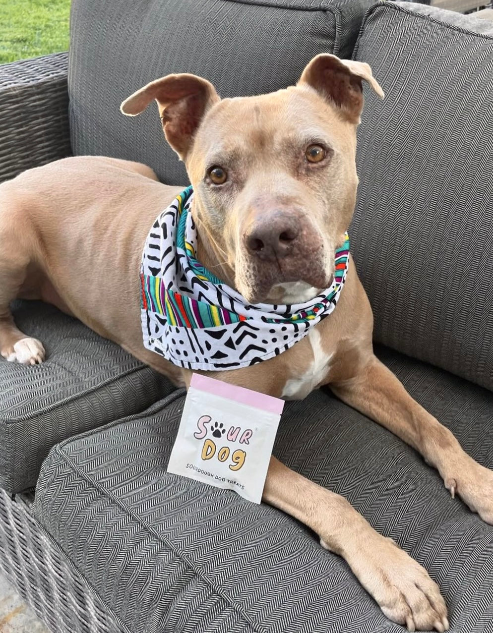 A senior pitbull with SourDog sampler that has sourdough dog treats for sensitive stomach