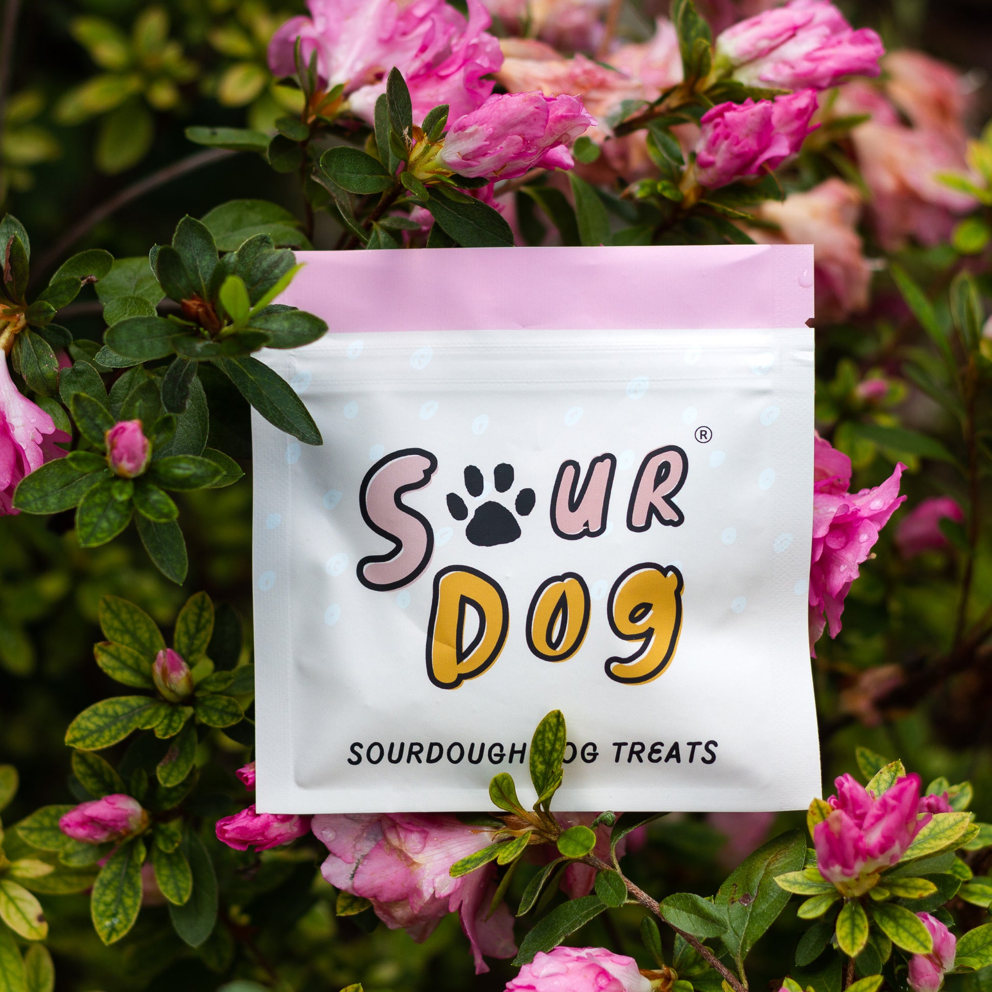 A sampler pouch of SourDog's sourdough dog treats for sensitive stomach