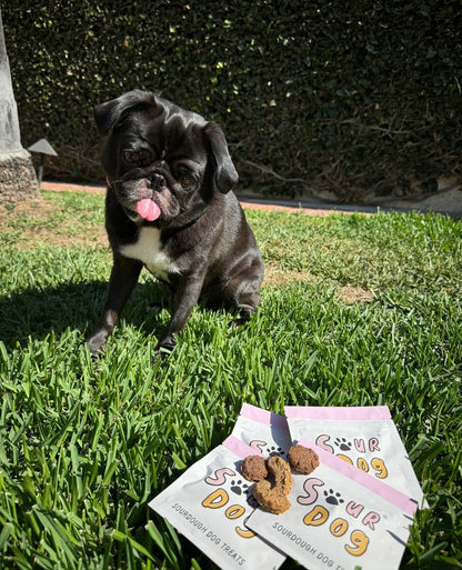 A black pug staring at four sampler pouches of SourDog, sourdough fermented dog treats for sensitive stomach